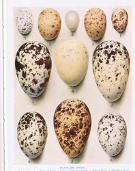 Tojás:kakukk:stb, illusztráció a Kirkman és Jourdain által 1966-ban kiadott "British Birds" című kötetből.